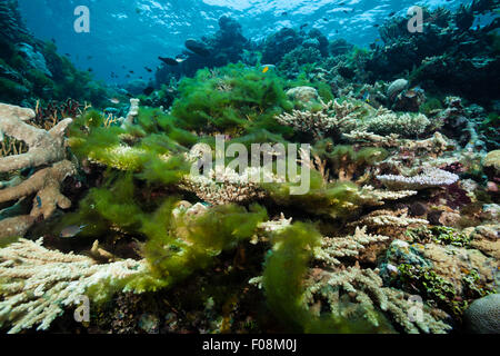 Les algues couvrant de corail, Îles Salomon, Îles Russell Banque D'Images