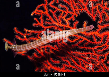 Poissons-trompette, Aulostomus chinensis, Marovo Lagoon, Îles Salomon Banque D'Images