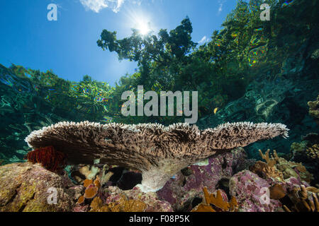 Corail sur table, Acroporoa Reeftop sp., Russell Islands, Îles Salomon Banque D'Images