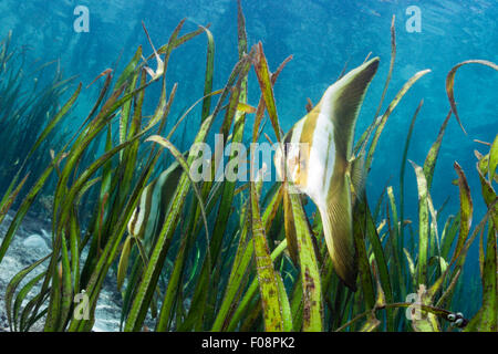 Petit juvénile platax Platax teira, Floride, Îles Salomon, Îles Banque D'Images