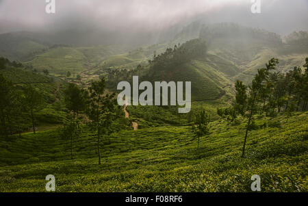 Dawn mist remontées mécaniques desservant l'Kannan Devan Hills pour révéler une luxuriante plantation de thé vert . Banque D'Images