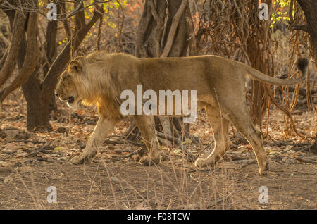 L'Asiatique sub-adulte lion (Panthera leo persica) à Rif pank nationale, Gujarat, Inde Banque D'Images