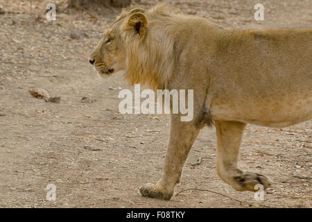 L'Asiatique sub-adulte lion (Panthera leo persica) à Rif pank nationale, Gujarat, Inde Banque D'Images