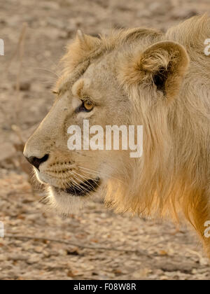 L'Asiatique sub-adulte lion (Panthera leo persica) à Rif pank nationale, Gujarat, Inde Banque D'Images