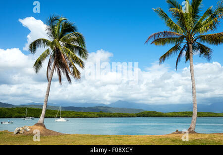 L'Australie, Queensland, Port Douglas, de palmiers sur le front de mer Banque D'Images