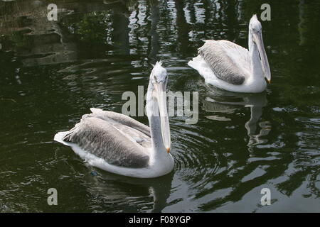 Les pélicans dalmates eurasien ( Pelecanus crispus) Nager à proximité d'un lac Banque D'Images