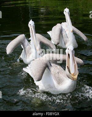 Les pélicans dalmates eurasien ( Pelecanus crispus) capture des poissons Banque D'Images