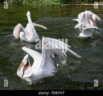 Pélican frisé eurasien ( Pelecanus crispus) la capture de poissons dans son projet de loi souple grand ouvert Banque D'Images