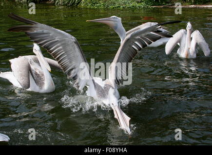 Groupe de pélicans dalmates eurasien ( Pelecanus crispus) capture des poissons Banque D'Images