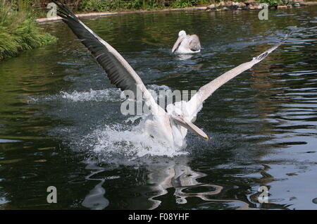 Pélican frisé eurasien ( Pelecanus crispus) l'atterrissage dans l'eau d'un lac Banque D'Images