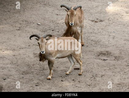 Deux moutons de Barbarie de l'Afrique du Nord (Ammotragus lervia) Banque D'Images