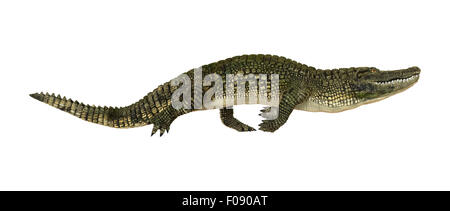 Rendu 3D d'un alligator isolé sur fond blanc Banque D'Images