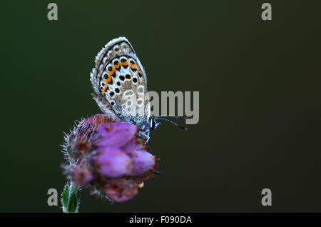 Un papillon bleu étoilé d'argent sur les feuilles heath UK Banque D'Images