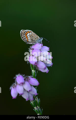 Un papillon bleu constellé d'argent sur les feuilles heath UK Banque D'Images