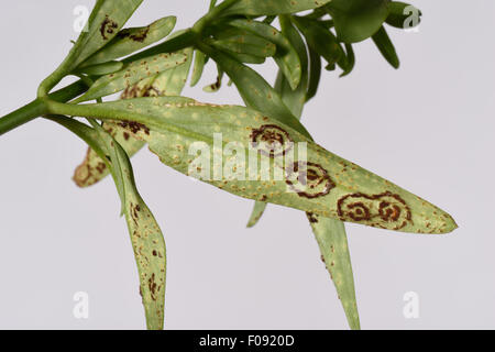 Muflier Antirrhinum ou rouille, Puccinia antirrhini, pustule circulaire individiual au début des groupes et des pustules sur le dessous de Banque D'Images