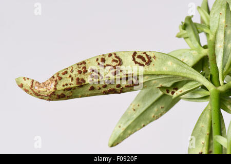 Muflier Antirrhinum ou rouille, Puccinia antirrhini, pustule circulaire individiual au début des groupes et des pustules sur le dessous de Banque D'Images