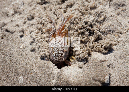 Crabe sur une plage de sable fin à Punta Chame, la côte Pacifique, la province de Panama, République du Panama. Banque D'Images