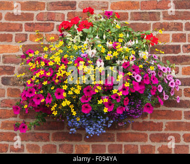 Hanging Basket contre un mur de briques, contenant bidens, géraniums, fuschia, Lobelia pétunias et prise en août en Angleterre. Banque D'Images