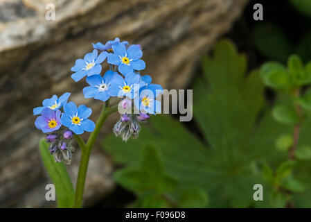 Alpine forget-me-not (Myosotis alpestris) en fleurs dans les Alpes Banque D'Images