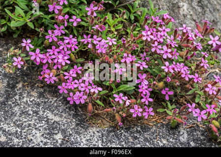 Saponaire rose / heucherella / tumbling Ted (Arenaria montana) en fleurs dans les Alpes Banque D'Images