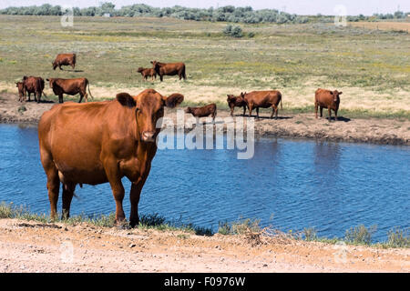 Une vache séparée de son cheptel par un petit étang, regardant directement à l'observateur. Banque D'Images