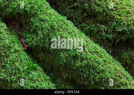 Près des racines des arbres couverts de mousse verte Banque D'Images