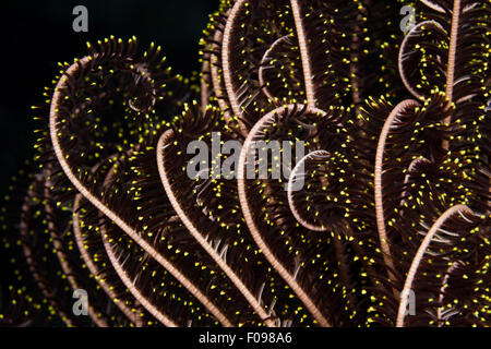 Commune de tentacule crinoïde, Lamprometra palmata, Russell Islands, Îles Salomon Banque D'Images