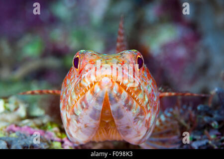 Reef, Lizardfish Synodus variegatus, lagon de Marovo, Îles Salomon Banque D'Images