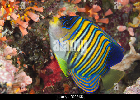 Pygoplites diacanthus Regal, poissons-anges, lagon de Marovo, Îles Salomon Banque D'Images