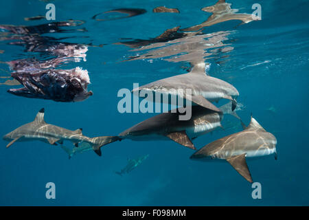 Alimentation de requin Carcharhinus melanopterus requin, lagon de Marovo, Îles Salomon, Banque D'Images