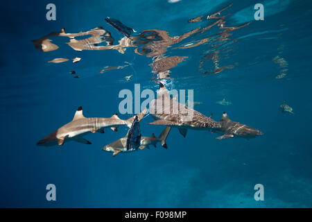 Alimentation de requin Carcharhinus melanopterus requin, lagon de Marovo, Îles Salomon, Banque D'Images