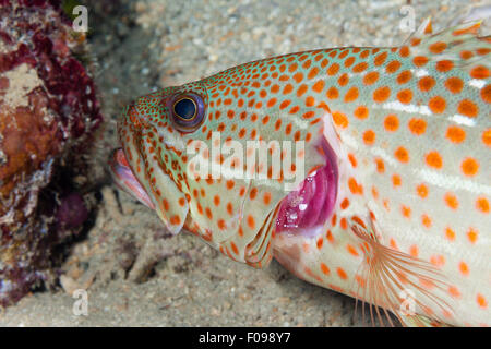 Bordée de blanc crevettes nettoyées par le mérou, Anyperodon leucogrammicus, Russell Islands, Îles Salomon Banque D'Images