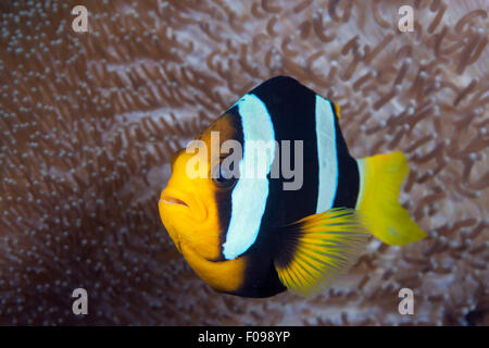 Clarks poisson clown Amphiprion clarkii, Floride, Îles, Îles Salomon Banque D'Images