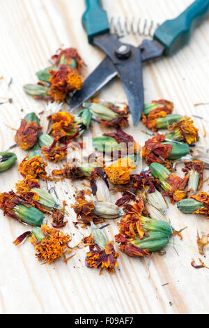 Tagetes. Marigold fleurs séchées et chefs de la collecte et le stockage des semences Banque D'Images