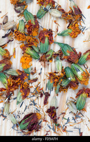 Tagetes. Marigold fleurs séchées et chefs de la collecte et le stockage des semences Banque D'Images
