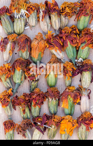 Tagetes. Marigold fleurs séchées et chefs de la collecte et le stockage des semences Banque D'Images