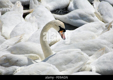 Close up of a horizontal Cygne muet avec sa tête au-dessus de l'eau. Banque D'Images