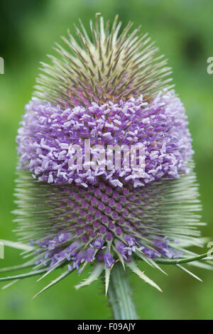 Dipsacus fullonum. Cardère en fleur sur fond vert Banque D'Images