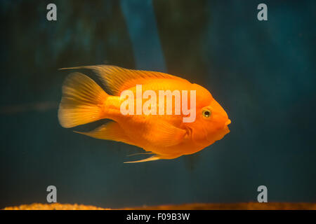 Eau douce poisson cichlidé perroquet du sang Banque D'Images