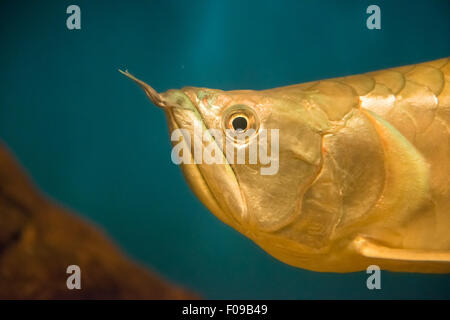 Freswater fish - Osteoglossum bicirrhosum Banque D'Images