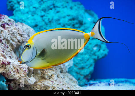 Barcheek Naso lituratus - goldfish - poissons d'eau salée Banque D'Images