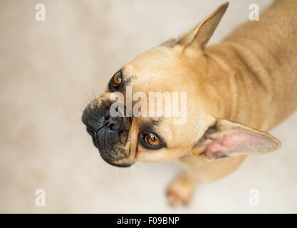 Un bouledogue français assis et à la recherche. Banque D'Images