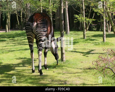 L'Afrique centrale Okapi (Okapia johnstoni) se nourrissent d'herbe Banque D'Images