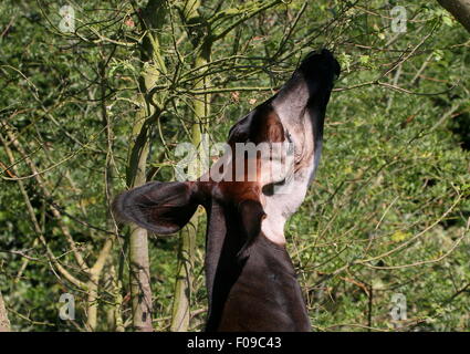 Gros plan de la tête d'un Okapi de l'Afrique centrale (Okapia johnstoni) se nourrissant des feuilles Banque D'Images