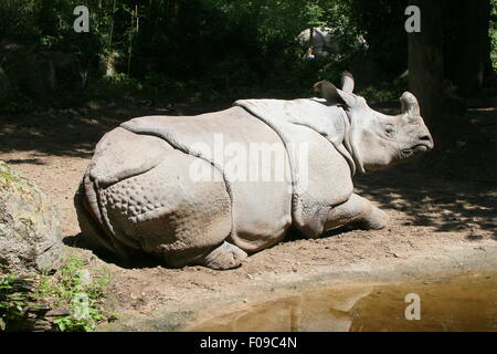À une corne femelle rhinocéros indien (Rhinoceros unicornis) reposant près d'une rivière Banque D'Images