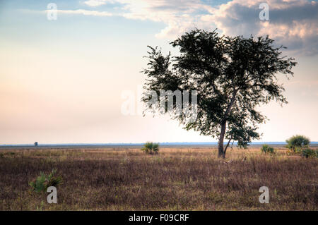 Dans la savane du Parc National Gorongosa Banque D'Images