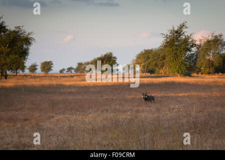 Phacochère dans la savane du Parc National de Gorongosa Banque D'Images