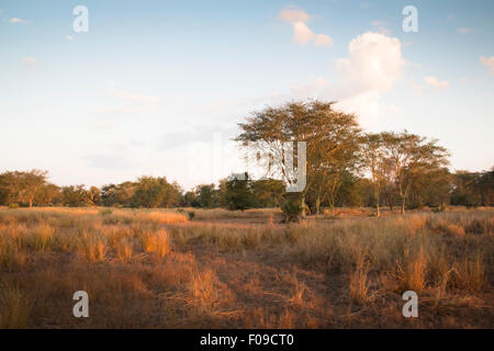 Dans la savane du Parc National Gorongosa Banque D'Images