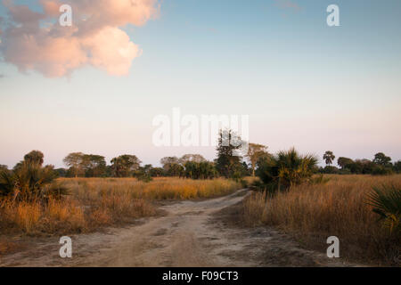 Dans la savane du Parc National Gorongosa Banque D'Images