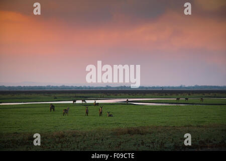 Coucher de soleil sur le parc national de Gorongosa Banque D'Images